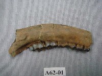 藏品(小鹿下顎)的圖片